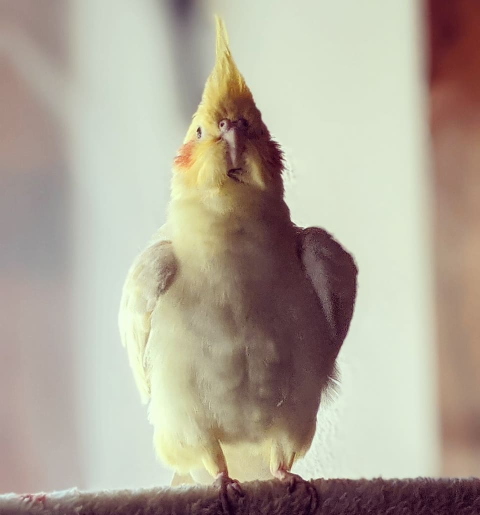 Lilo the real cockatiel from Cozy Up!